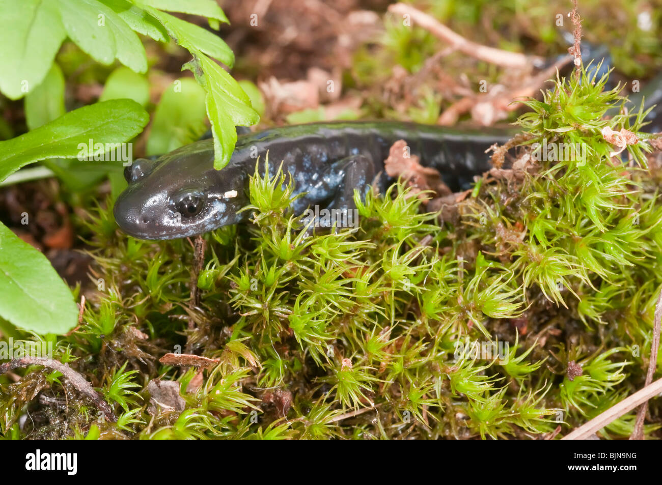 The Blue-spotted Salamander, Ambystoma Laterale, Native To The Great ...