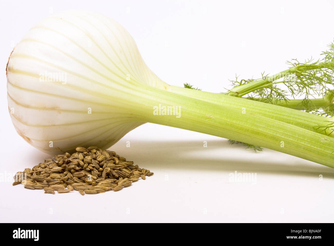 Close up of Single Fennel bulb and Fennel seeds against white background. Stock Photo