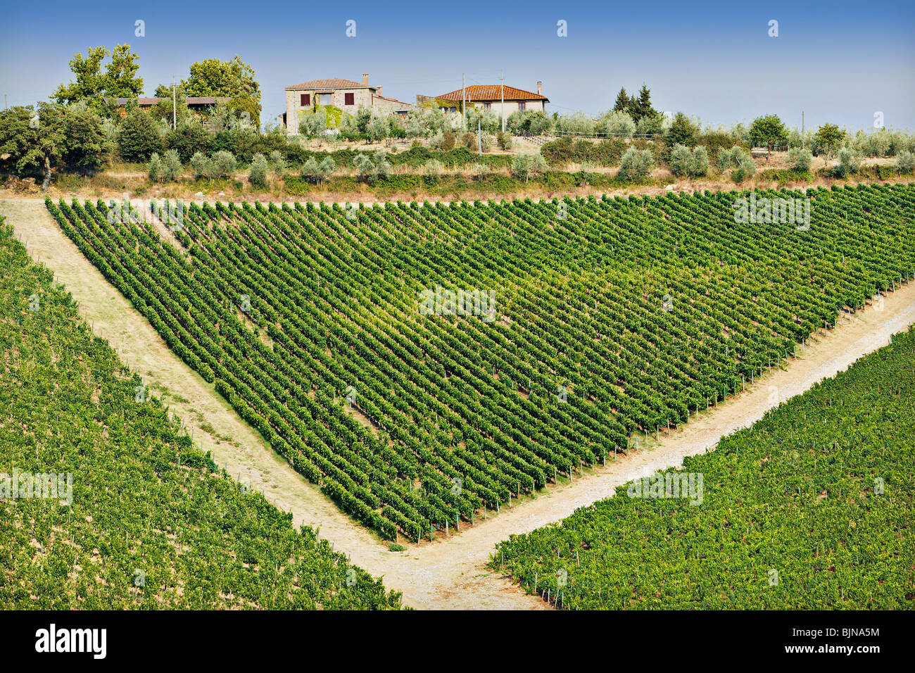 Vineyards in Tuscany Stock Photo