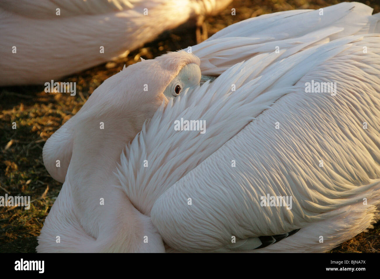 Great White Pelican, Pelecanus onocrotalus, Pelecanidae Stock Photo