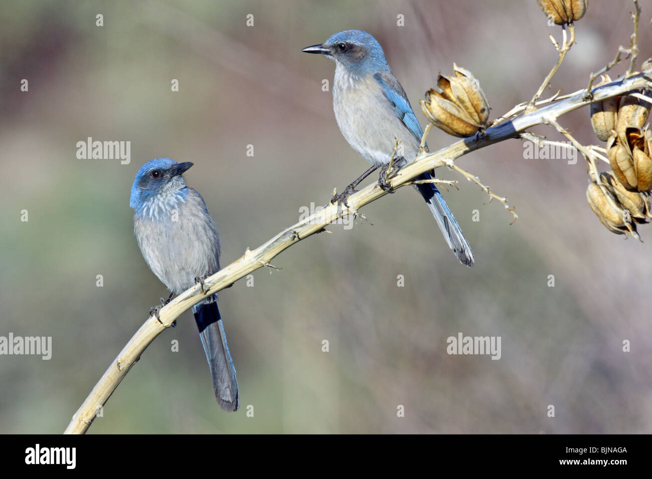 Woodhouse’s ScrubJay woodhouseii formerly Western Stock