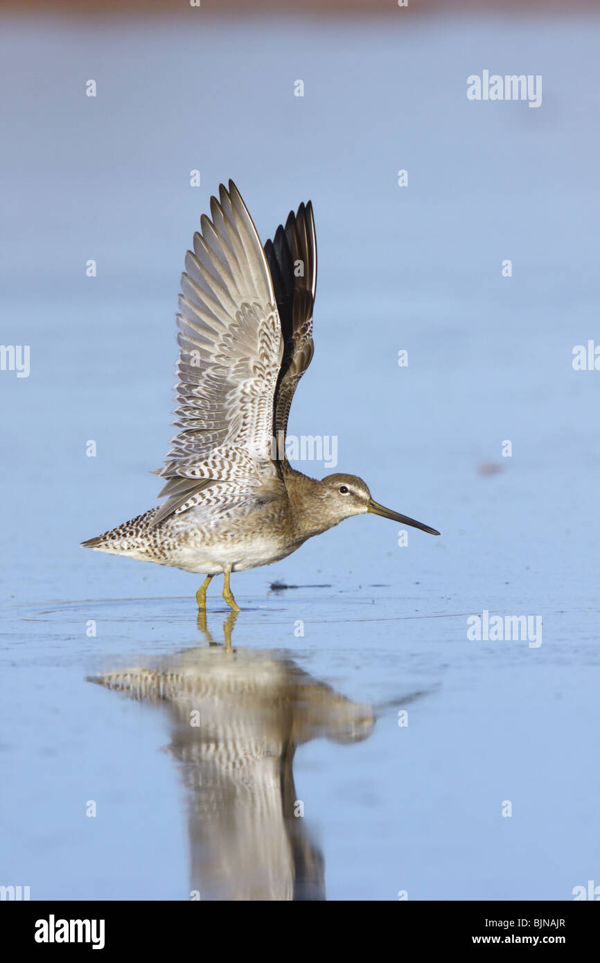 Long-billed Dowitcher  Adult in winter plumage with wings stretched up. Stock Photo