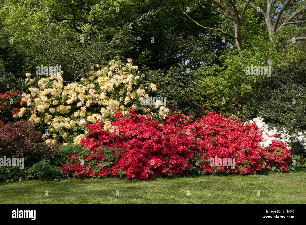 Azalea and Rhododendron bushes flowering May 2008 Stock Photo