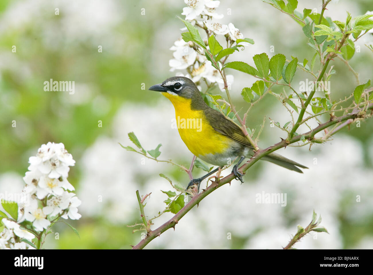 Yellow-breasted Chat perched in Blackberry Flowers Stock Photo
