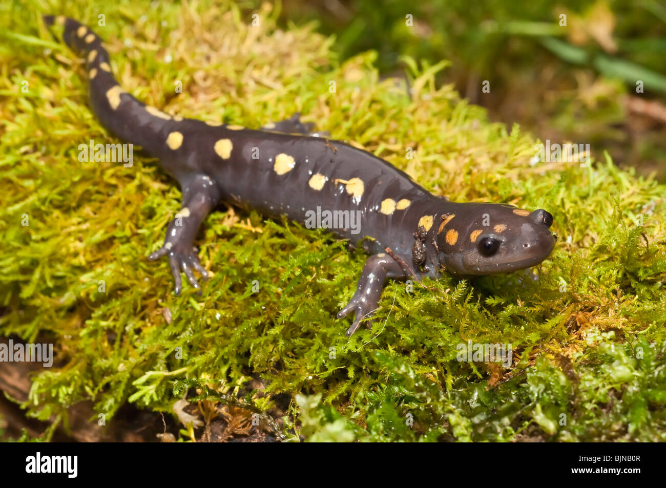 Spotted salamander, Ambystoma maculatum, USA Stock Photo Alamy