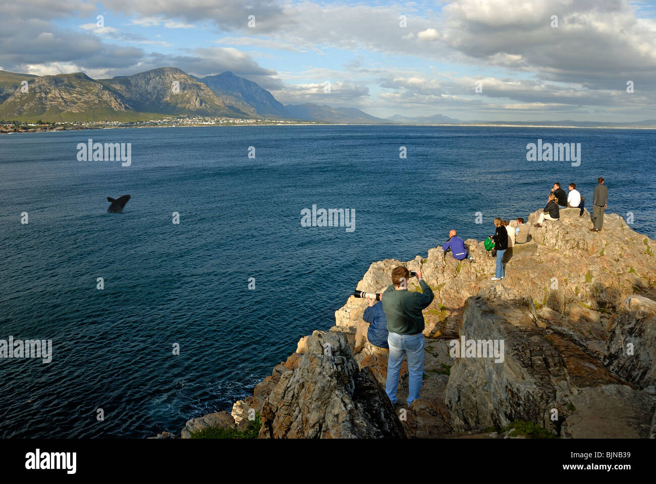 People watching a Southern Right Whale breaching - Eubalaena australis - South Africa, South Western Cape, Hermanus Stock Photo