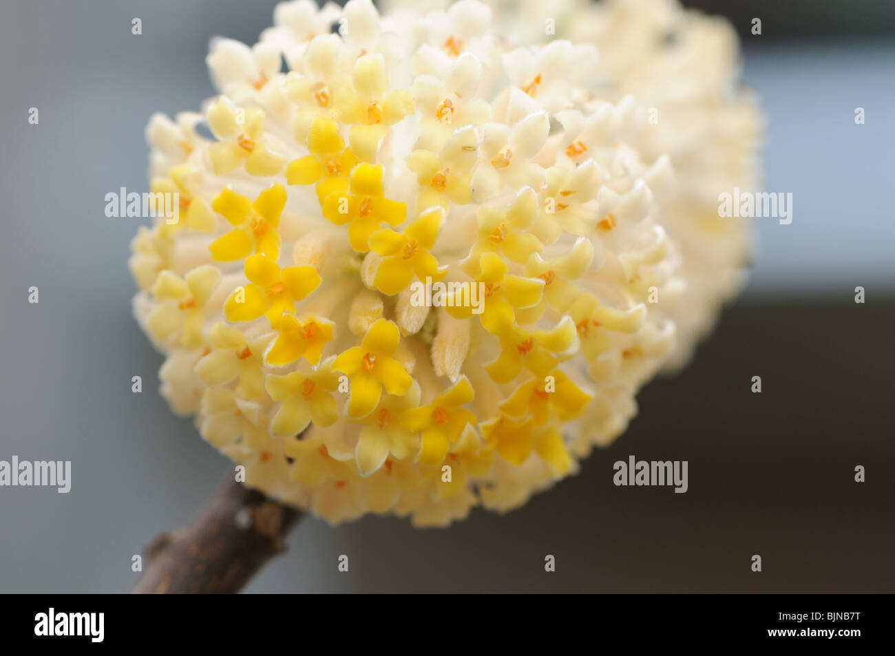 Edgeworthia chrsantha Stock Photo