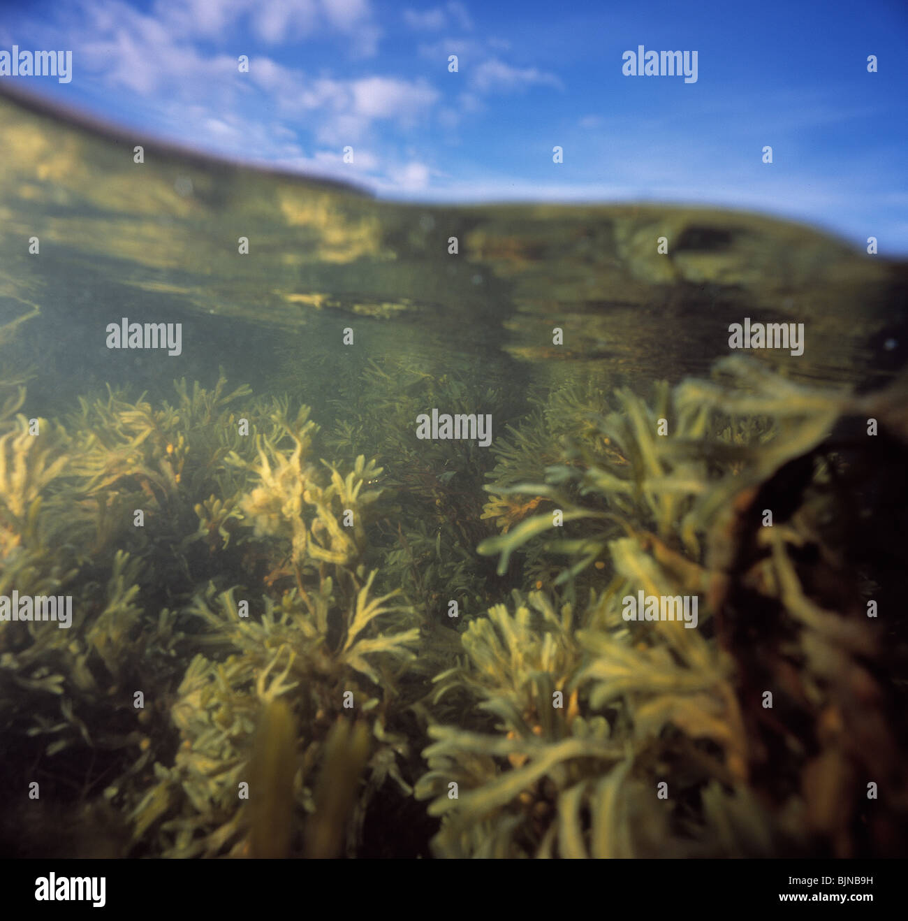 Koster National Park, split vision Stock Photo - Alamy