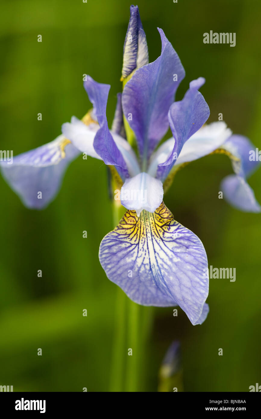 Iris Sibirica Canonbury Bells Stock Photo - Alamy