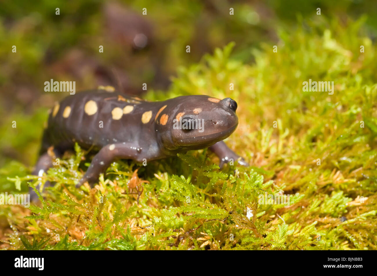 Spotted salamander, Ambystoma maculatum, USA Stock Photo Alamy