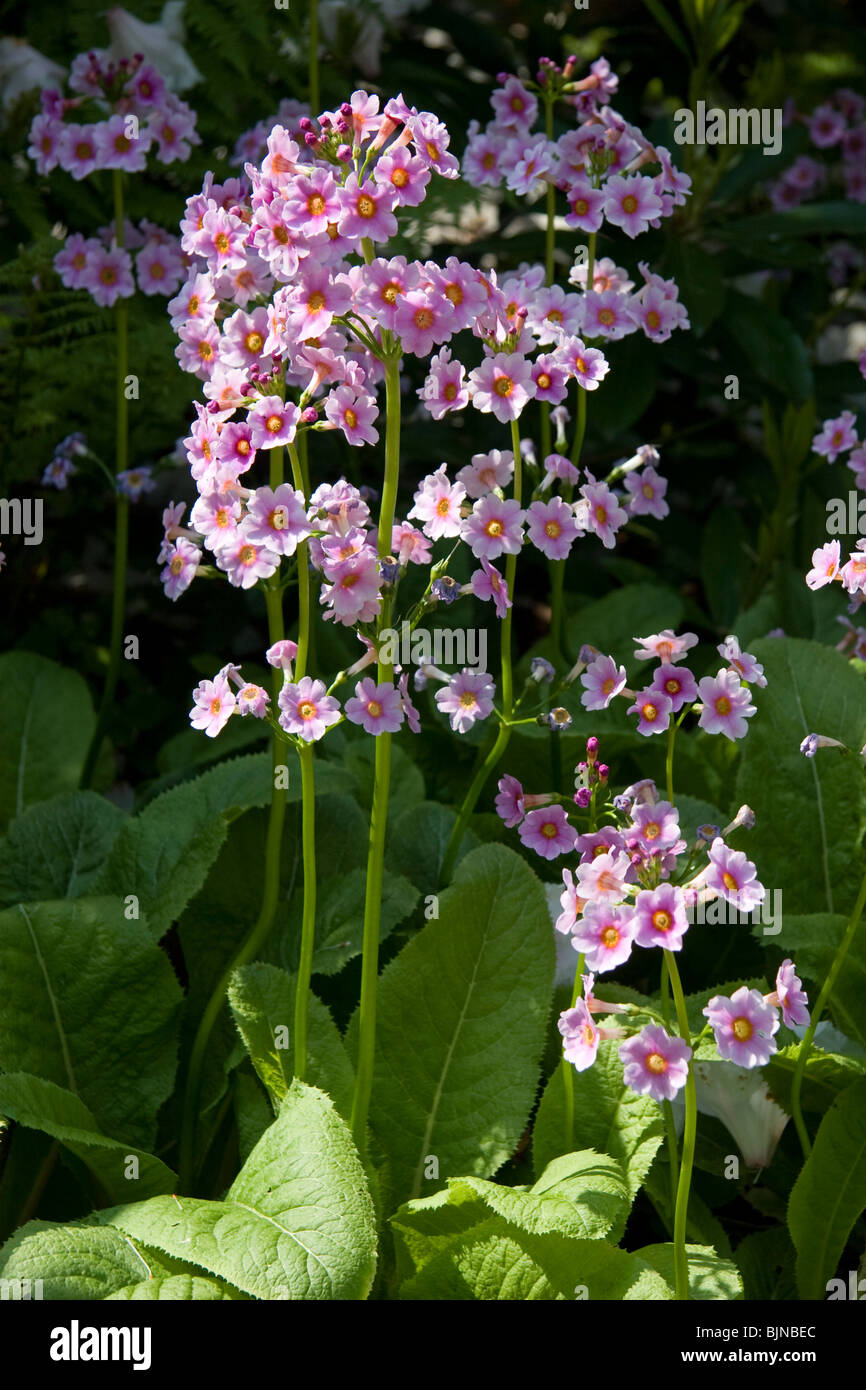 Candelabra or Japanese Primrose, Primula Stock Photo