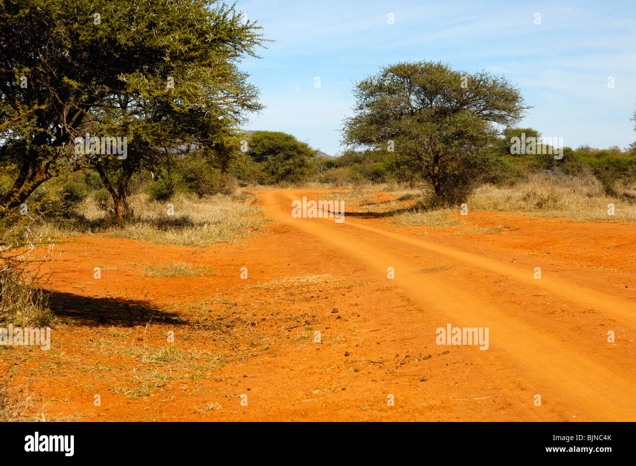Red-brown laterite soil with typical bush landscape and dirt road in the Madikwe Game Reserve, South Africa Stock Photo