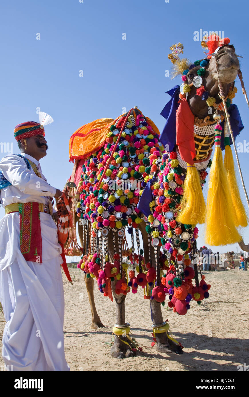 Decorated Camel Stock Photos Decorated Camel Stock Images Alamy