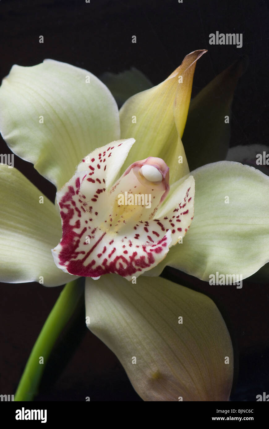 Closeup of the blossoming of orchid flower Stock Photo