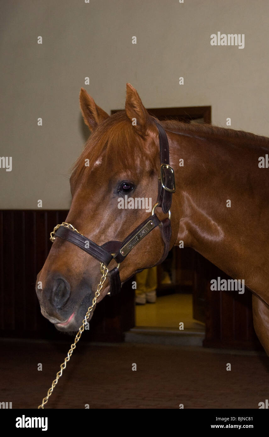 Stallion Smarty Jones, winner of the 2004 Kentucky Derby, stands at Three Chimneys, Midway, Kentucky Stock Photo