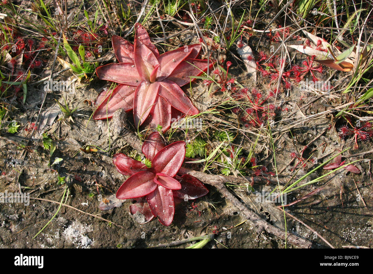 Chapman's Butterwort (Pinguicula planifolia), seepage bog, Gulf coastal