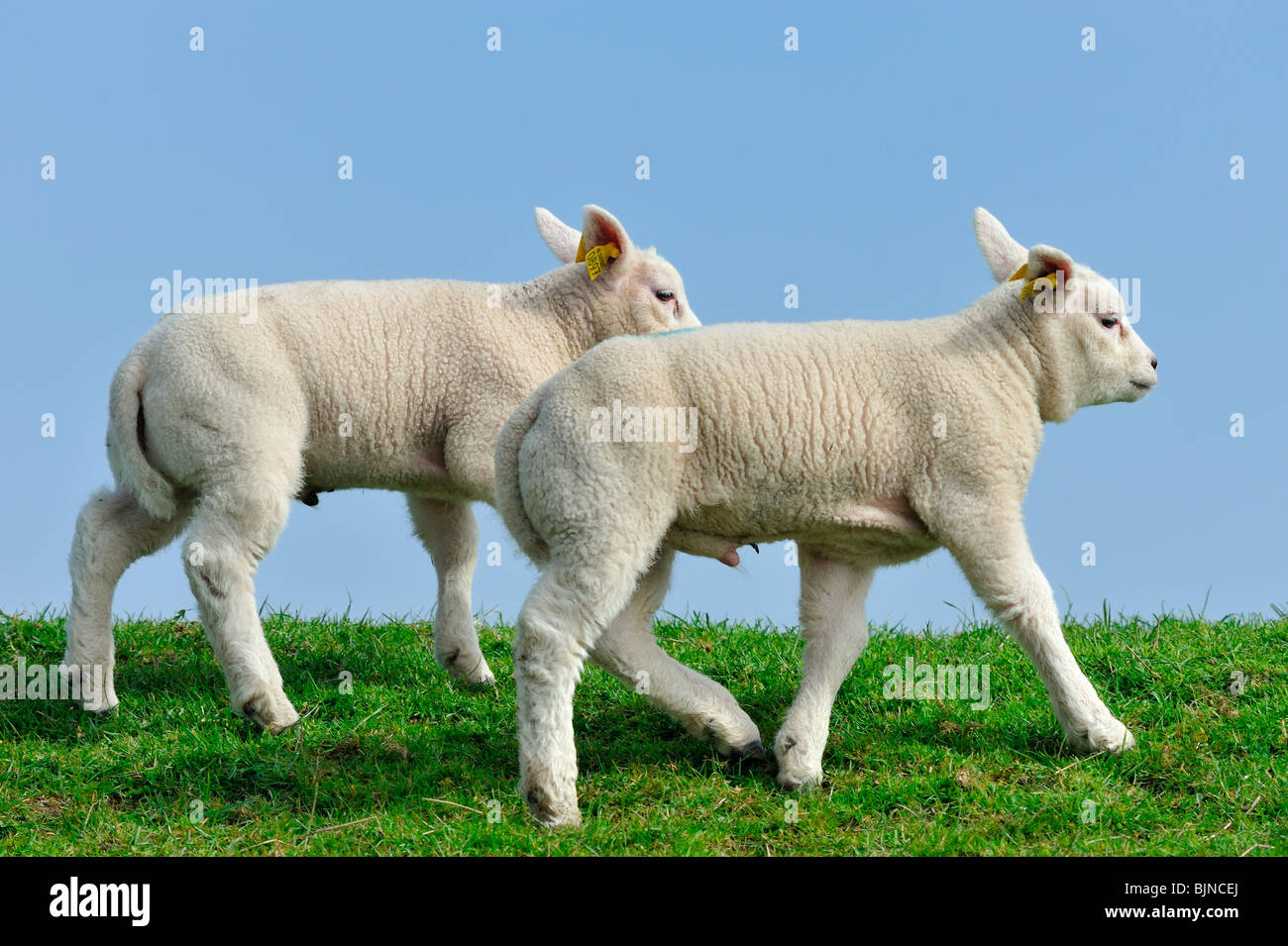 cute lambs in spring The Netherlands Stock Photo - Alamy