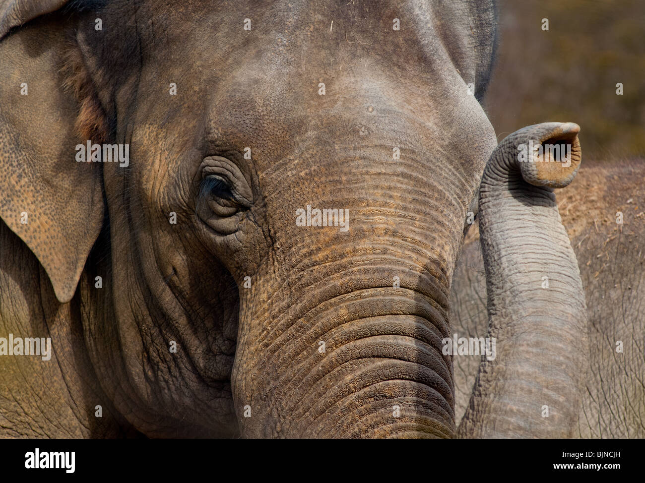 Indian elephant Stock Photo