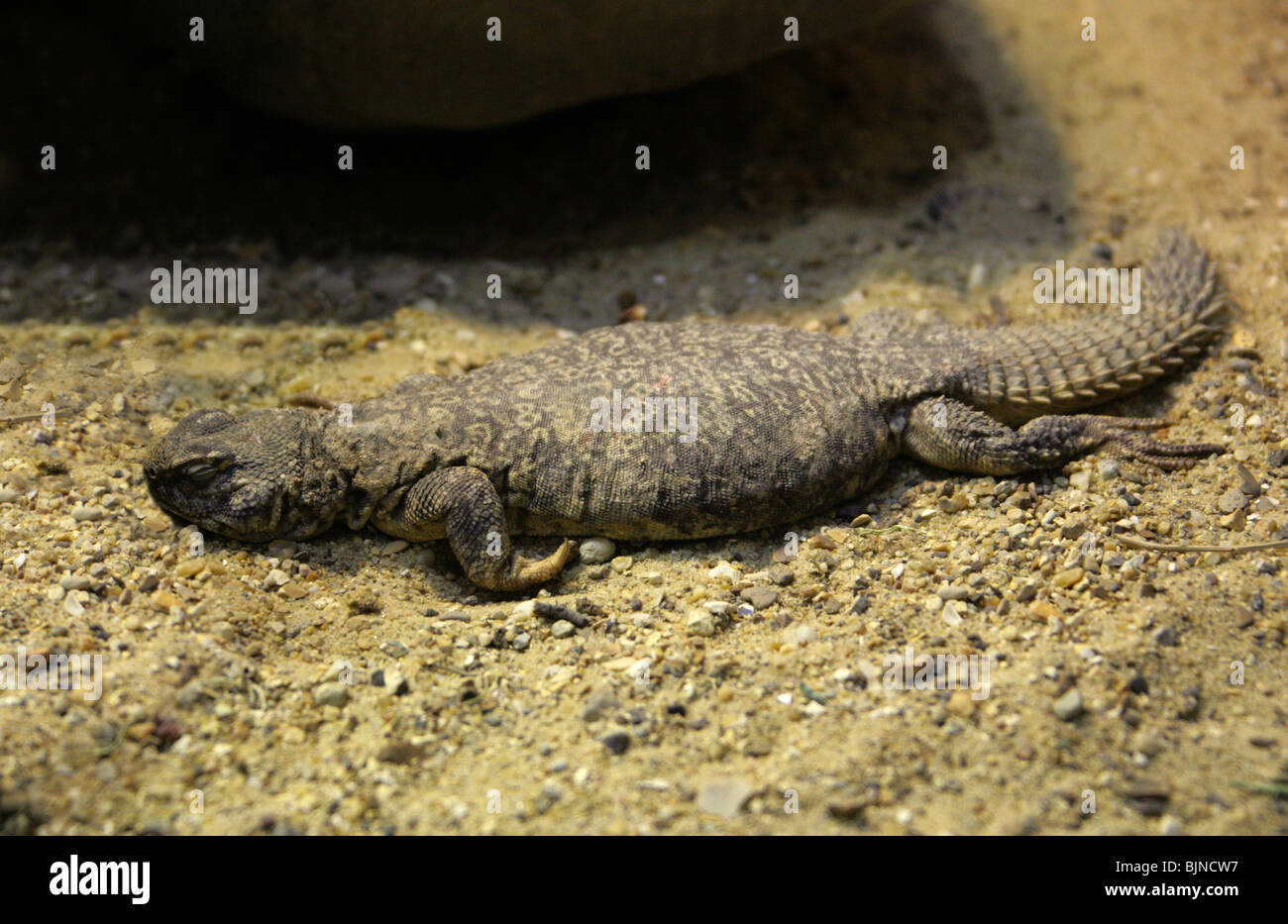 Spiny-tailed Lizard, Uromastyx flavifasciata, Agamidae, North Africa, Algeria, Mali and Niger. Stock Photo