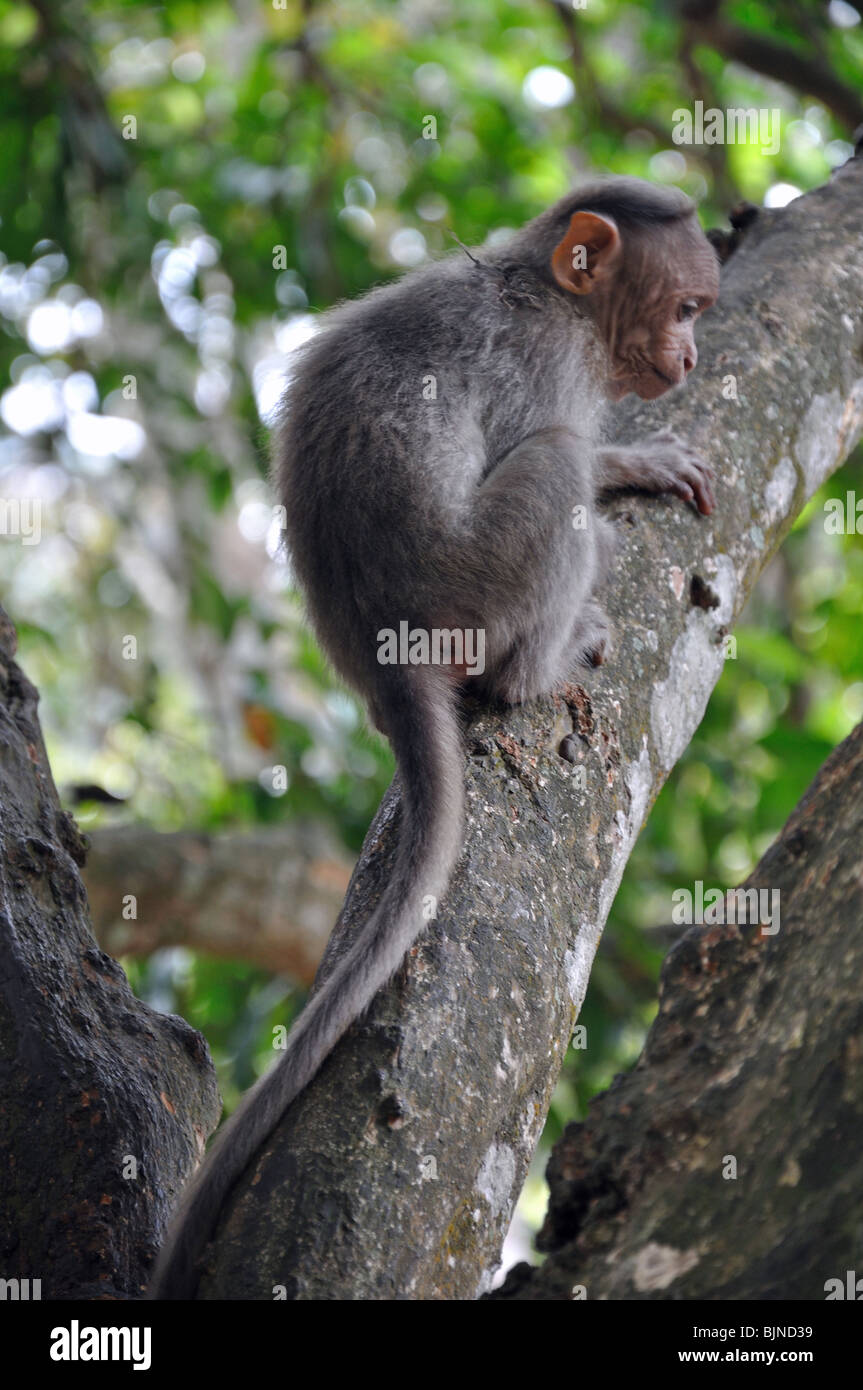 Macaque kerala hi-res stock photography and images - Alamy Macaque kerala hi-res stock photography and images - Alamy