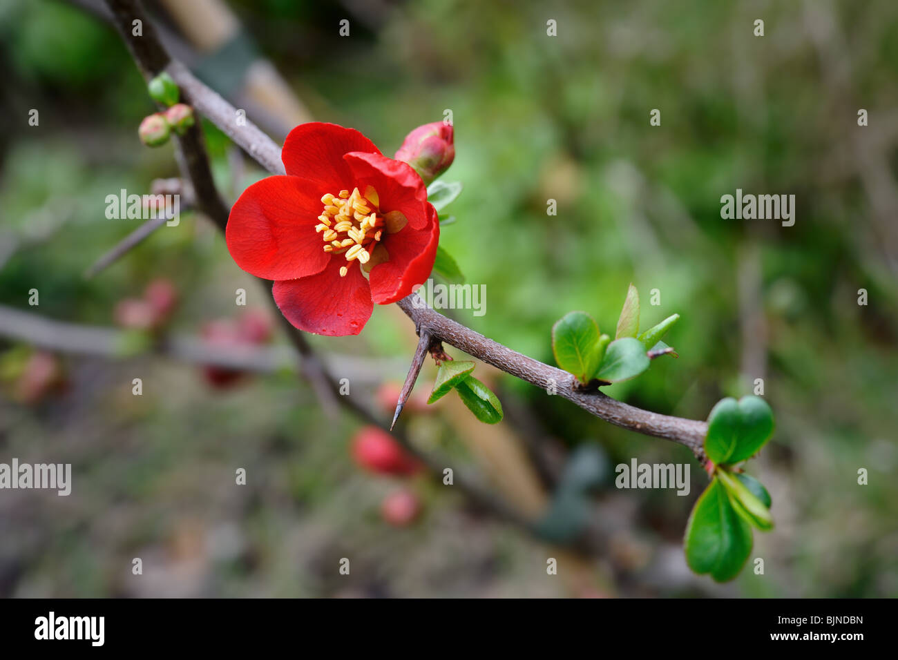 Flowering quince (Chaenomeles x superba) -- cultivar 'crimson and gold' Stock Photo