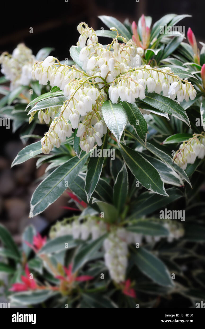 Close up of Japanese Pieris: pieris japonica or havila (cultivar flaming sliver) also known as lily of the valley shrub Stock Photo
