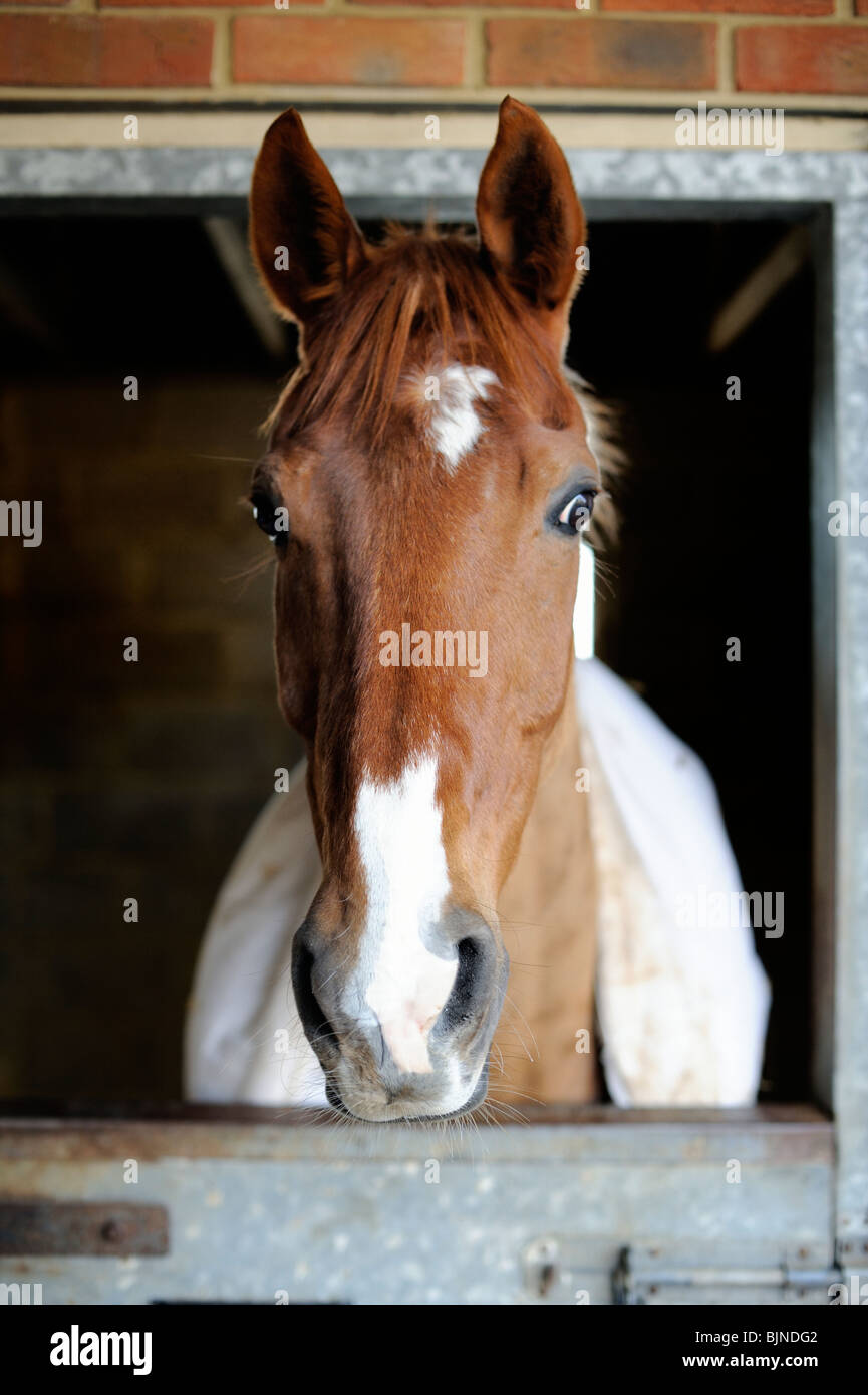 Racing horse looking out from its stable Stock Photo
