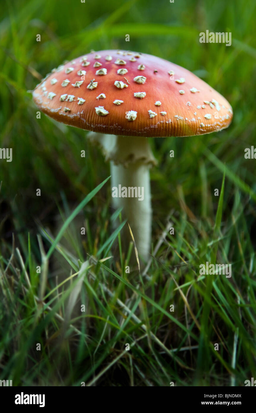 Toadstool Stock Photo