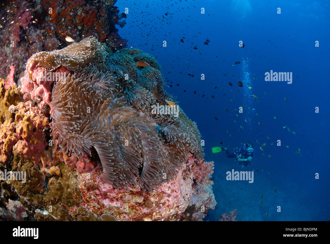 Gigantic sea anemone in the Similan Islands, Andaman Sea Stock Photo