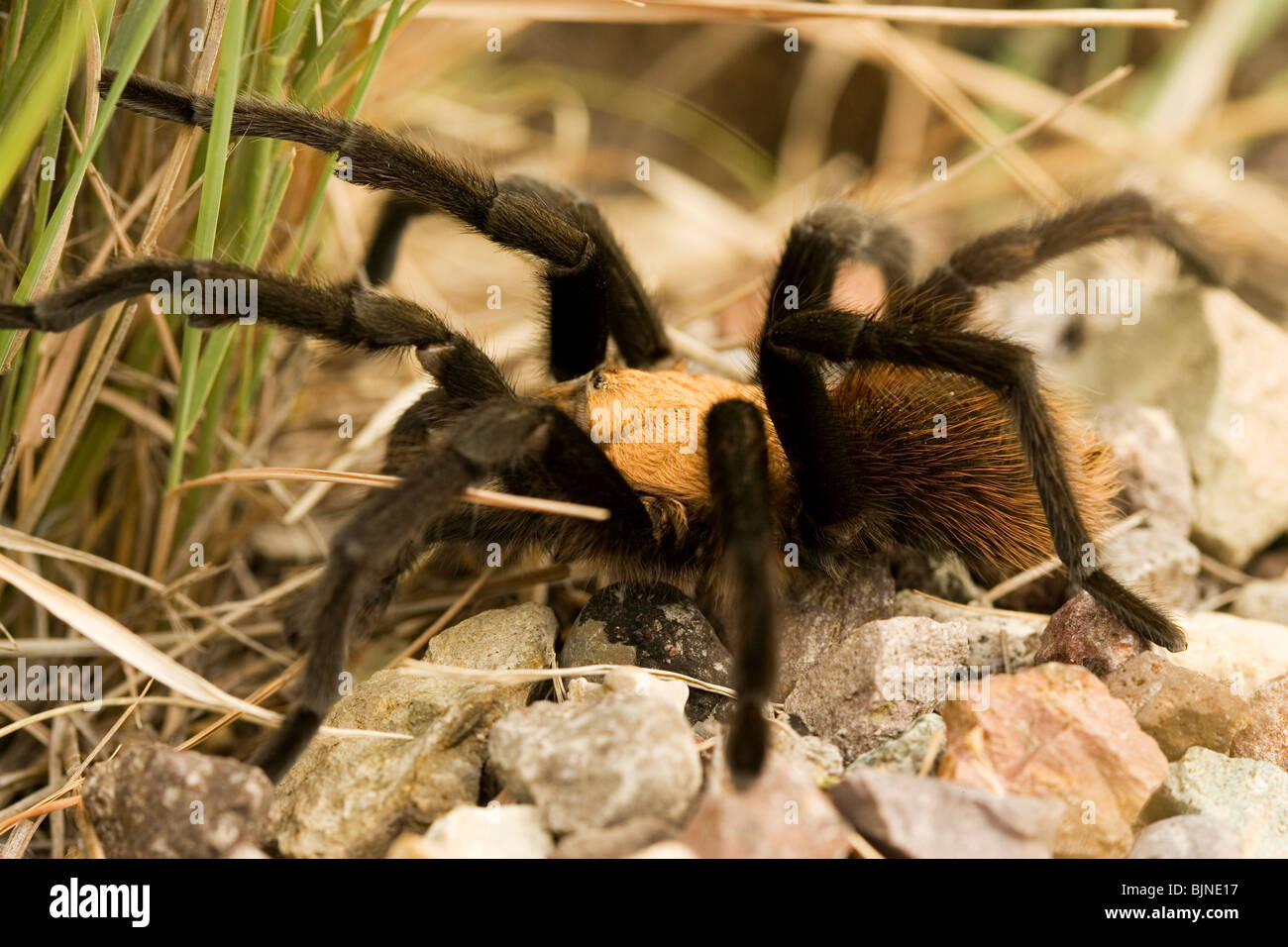 tarantula Stock Photo