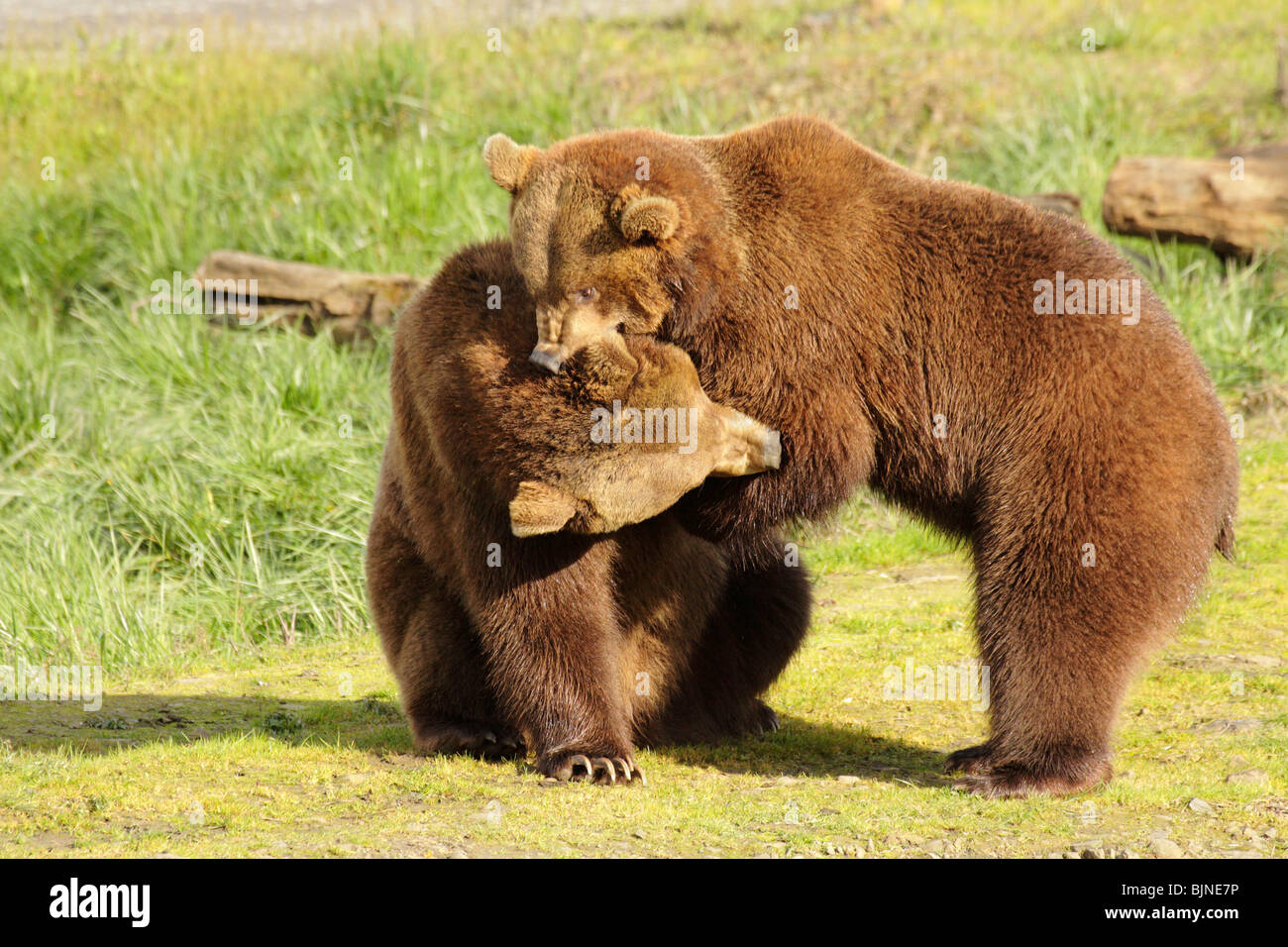Herbivore, carnivore, omnivore hi-res stock photography and images - Alamy Herbivore, carnivore, omnivore hi-res stock photography and images - Alamy