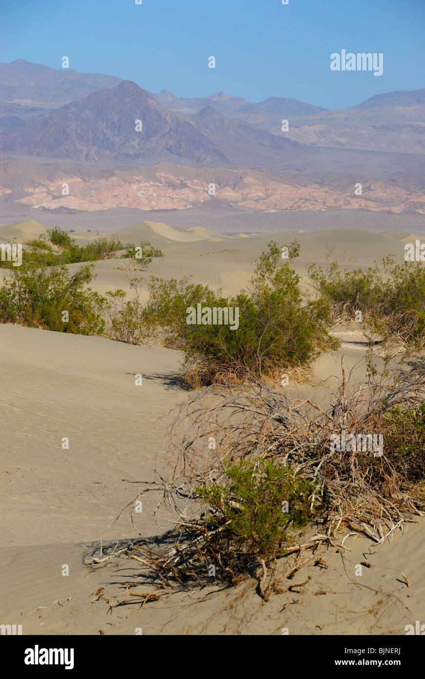 Small green trees in Mesquite Sand Dunes in Death Valley, California state Stock Photo