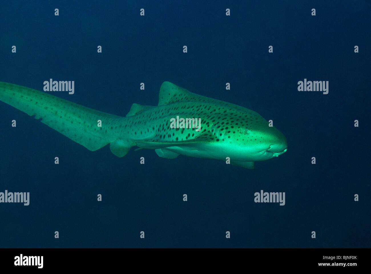 Leopard shark fish in the Similan Islands, Andaman Sea Stock Photo