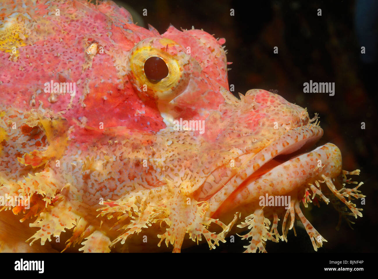 Scorpionfish in the Similan Islands, Andaman Sea Stock Photo