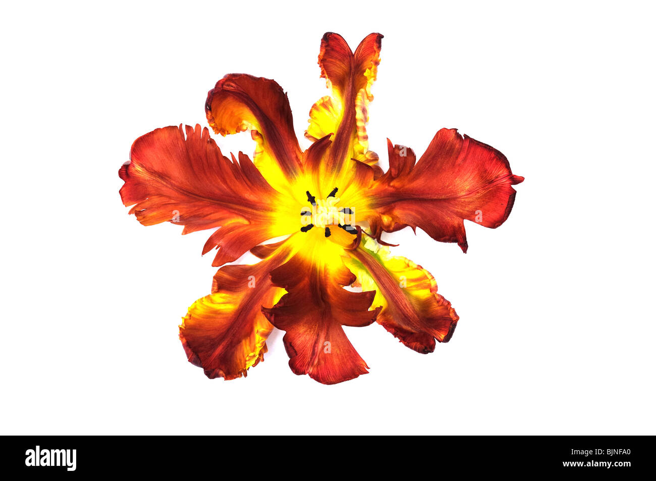 Red and Yellow tulip flower in close up on a white background Stock ...