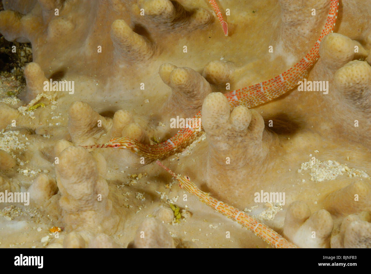 banded pipefishes in the Similan Islands, Andaman Sea Stock Photo