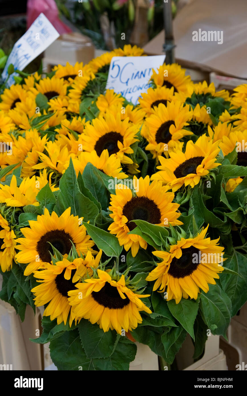 Giant sunflowers on sale at a market stall at Columbia Street Flower