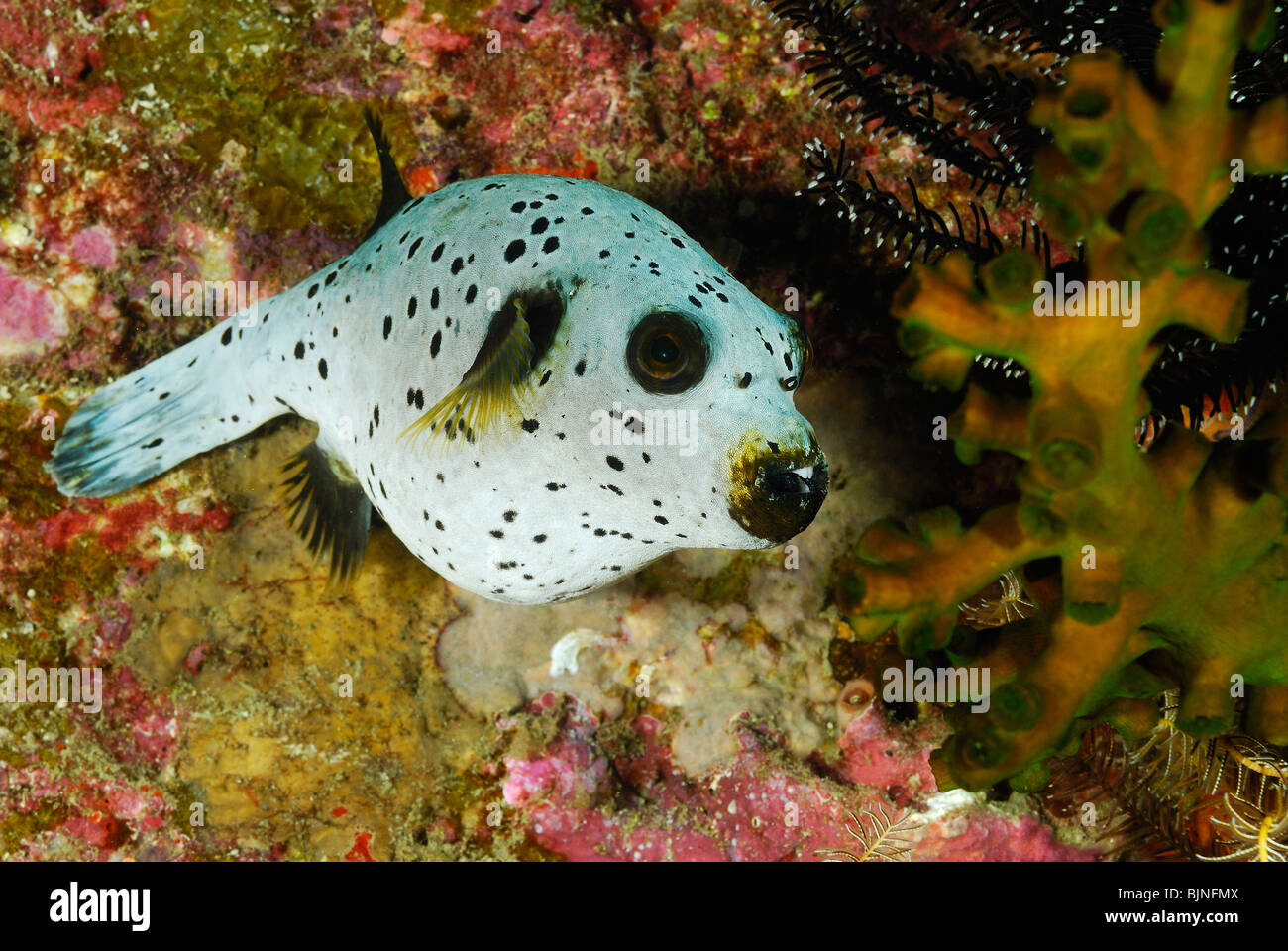 Black spotted puffer fish in the Similan Islands, Andaman Sea Stock Photo -  Alamy