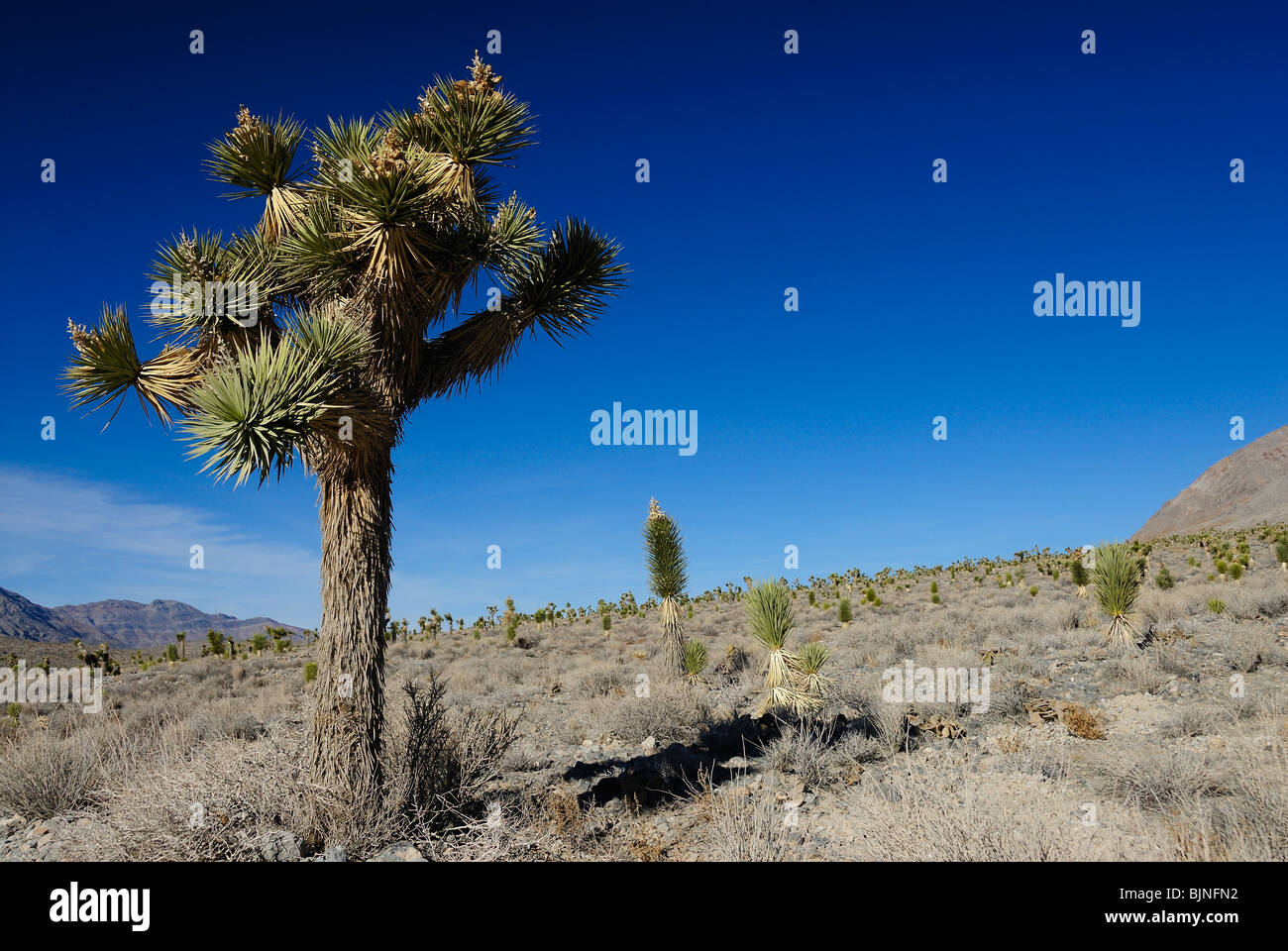 Joshua tree in Death Valley, California state Stock Photo