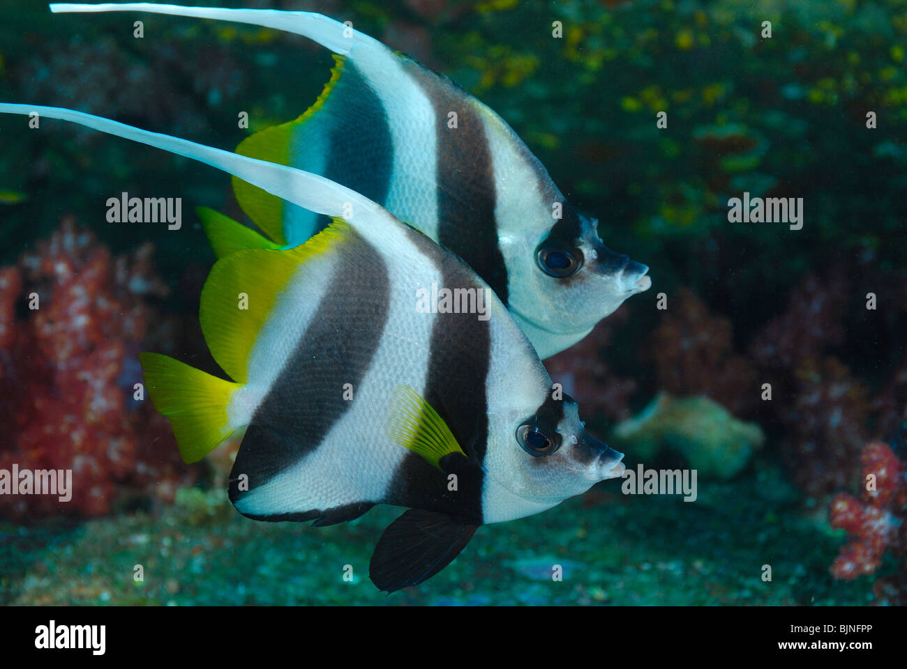 Couple of longfin bannerfish in the Similan Islands, Andaman Sea Stock Photo