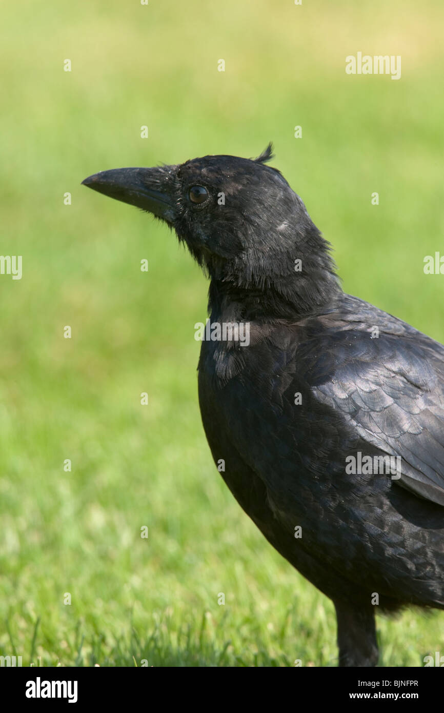 American Crow (Corvus brachyrhynchos brachyrhynchos), juvenile feeding