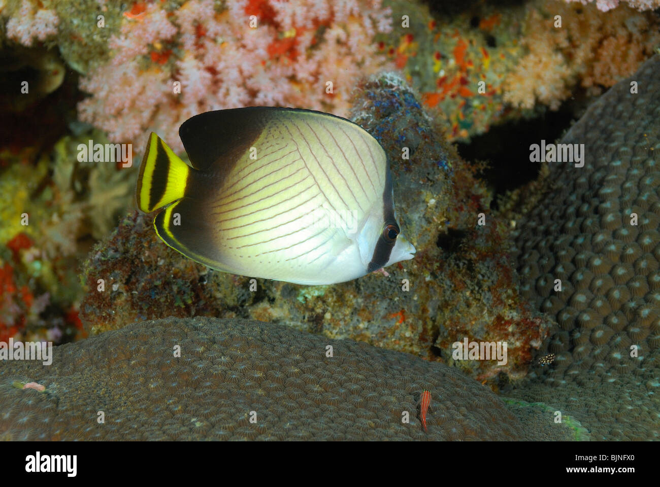 Indian vagabond butterflyfish in the Similan Islands Andaman Sea Stock Photo