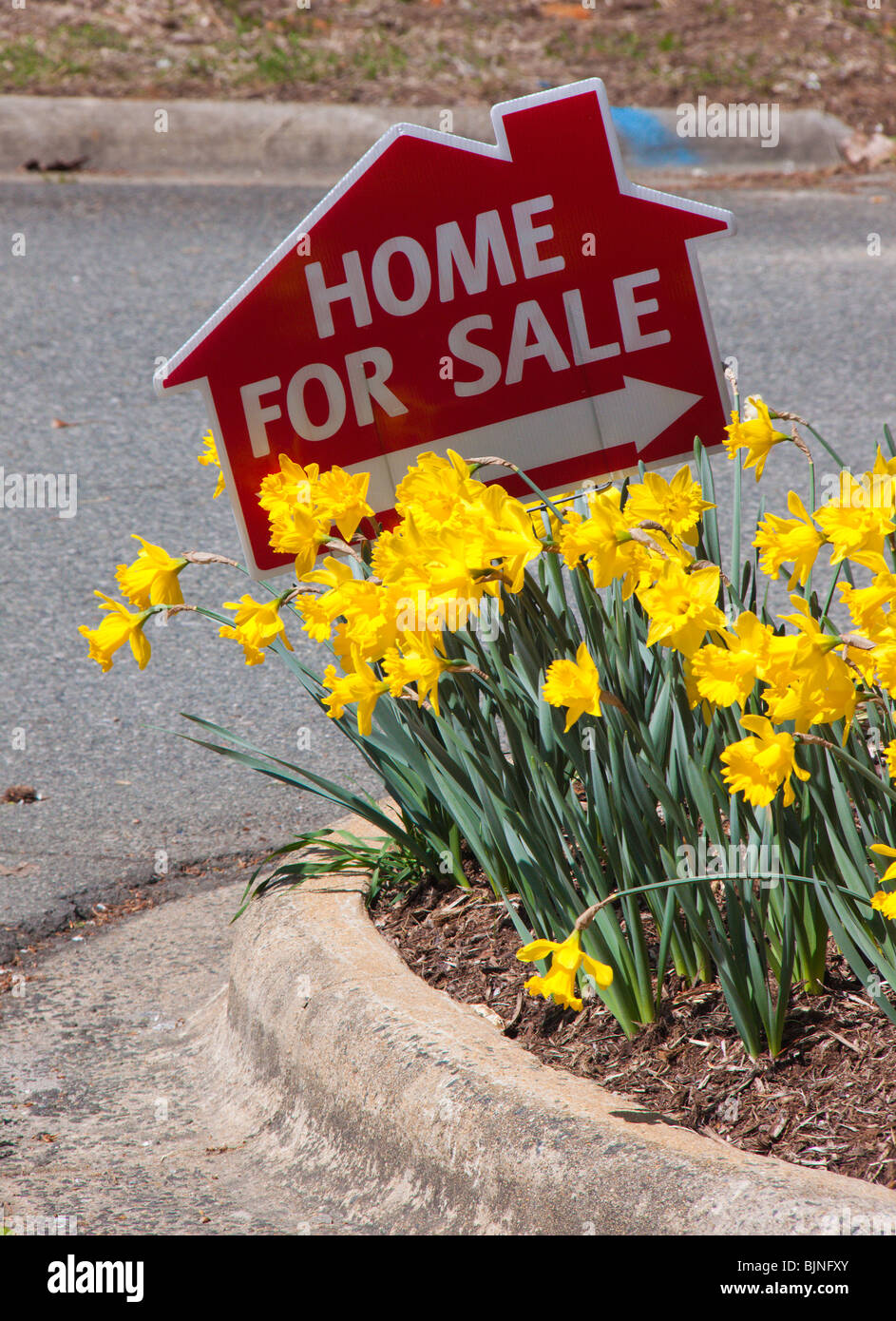 House For Sale sign and daffodils, Spring of 2010 Stock Photo Alamy