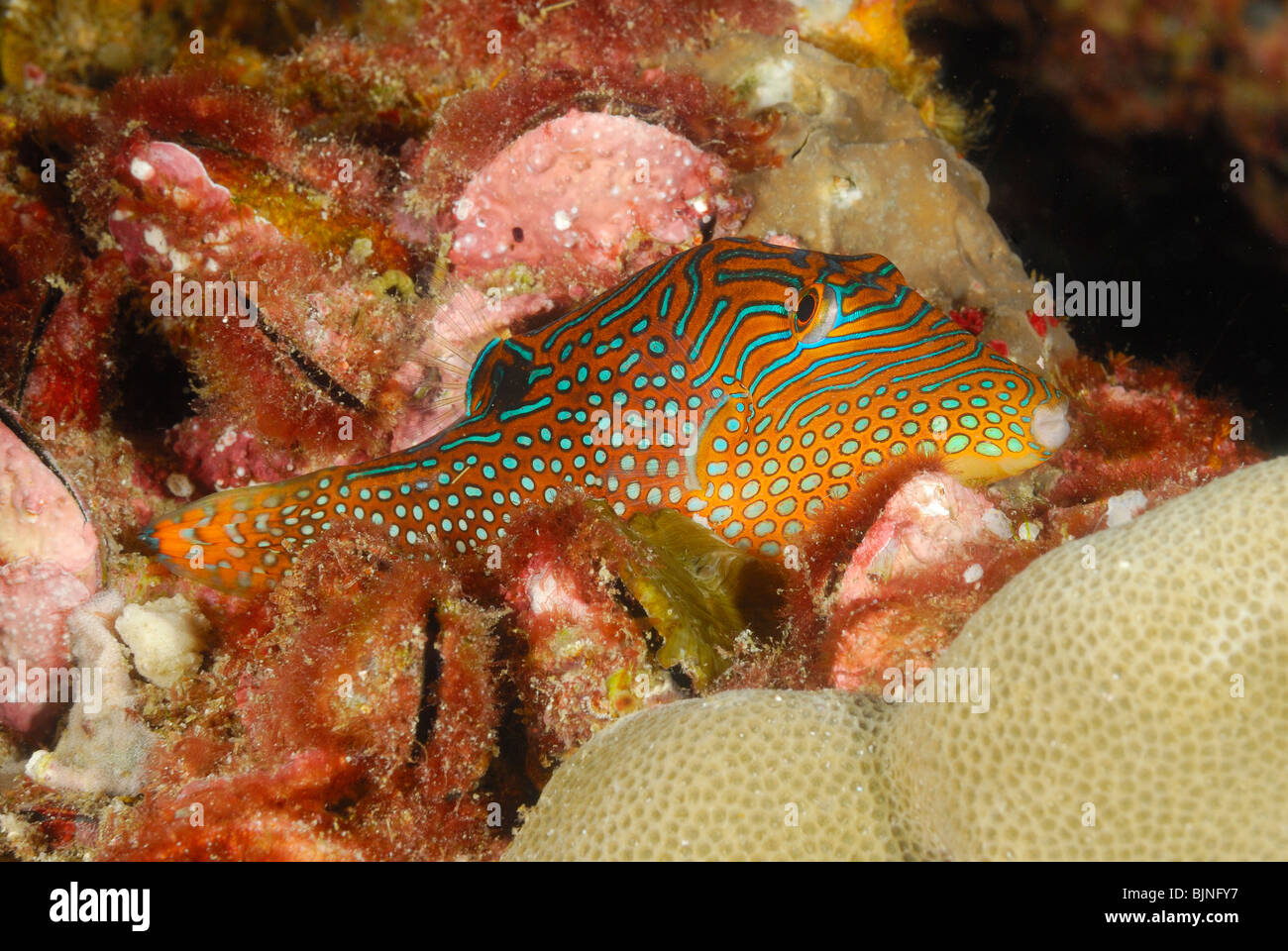 Sharpnose puffer fish in the Similan Islands, Andaman Sea Stock Photo