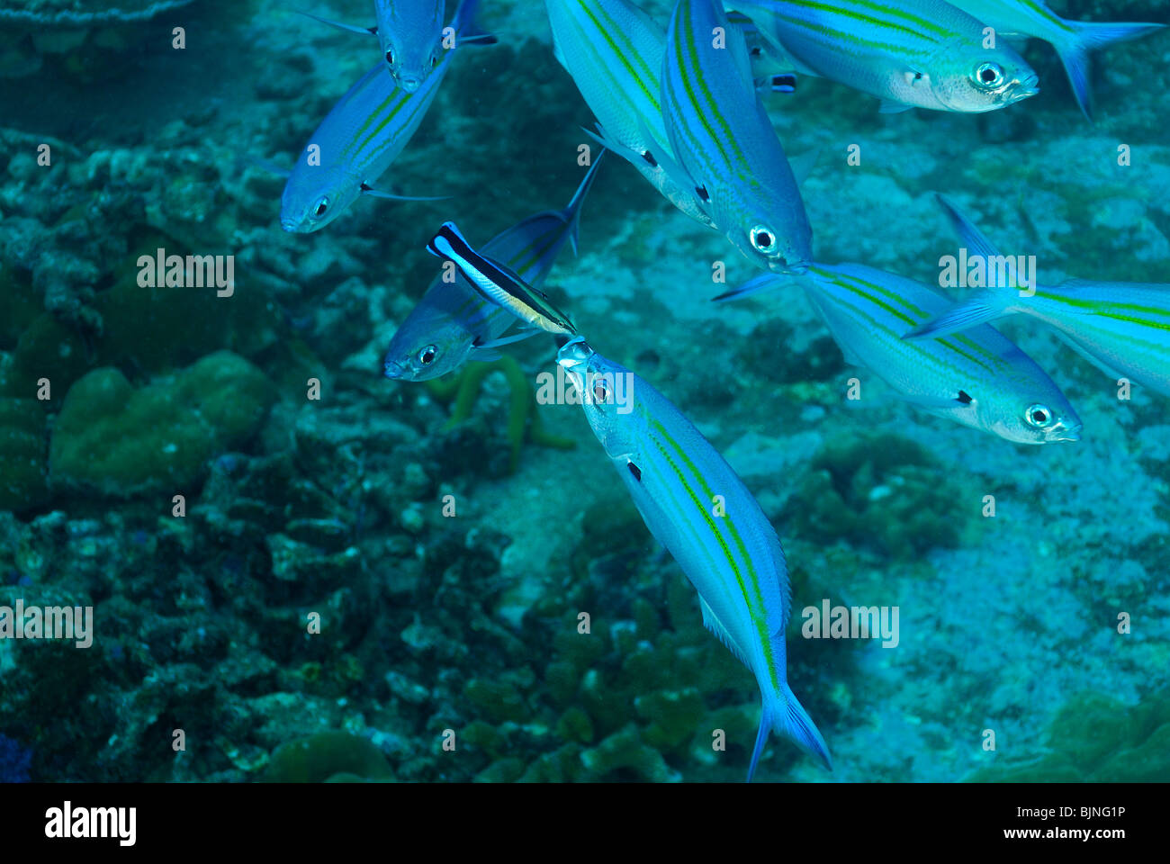 School of gold-banded fusilier fishes in the Similan Islands Stock Photo