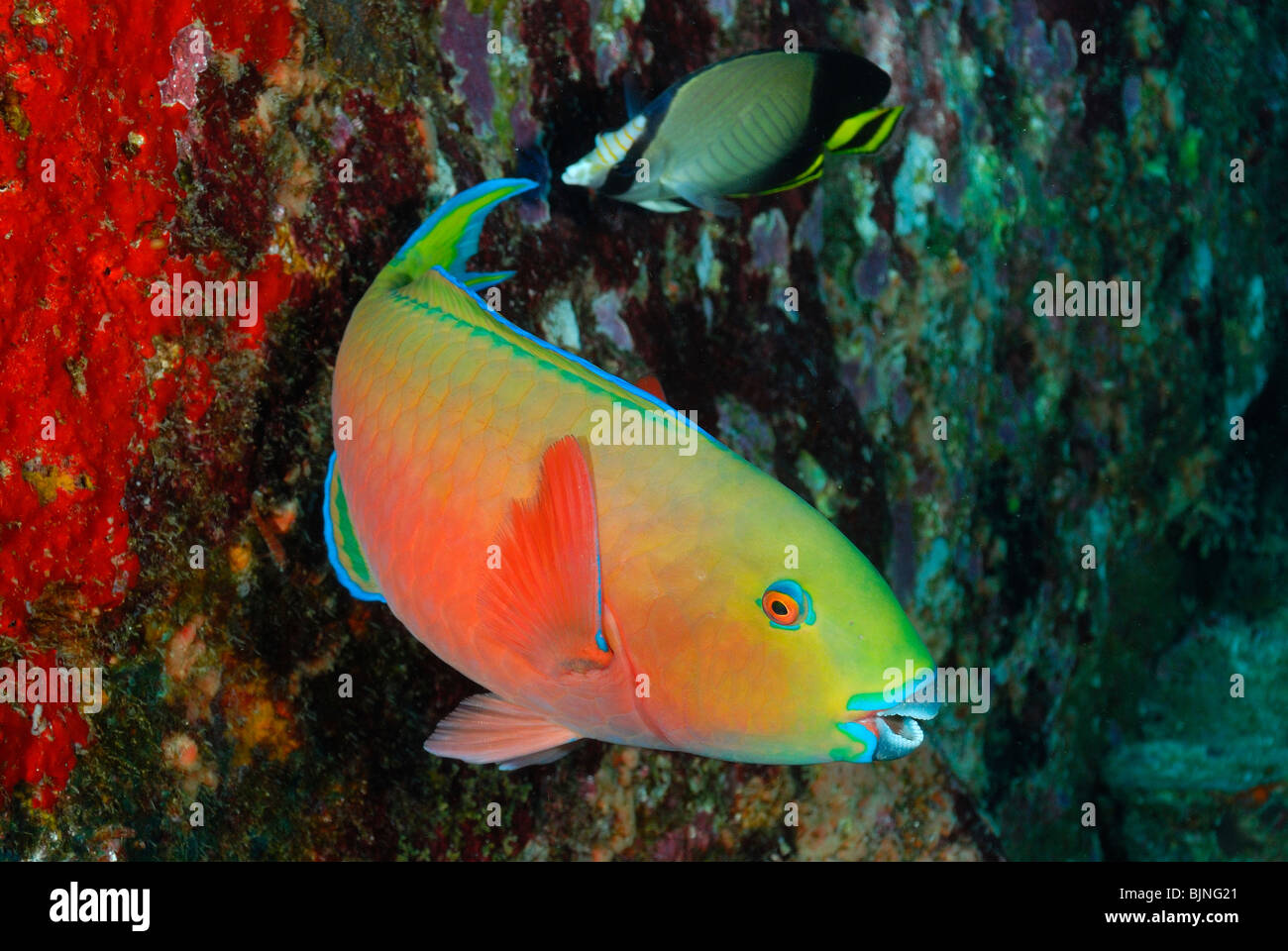 Ember parrotfish in the Similan Islands, Andaman Sea Stock Photo