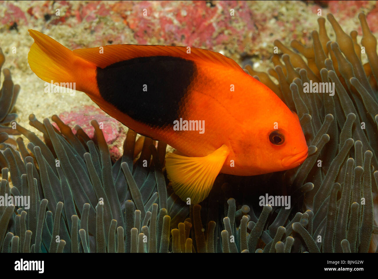 Tomato anemonefish in the Similan Islands, Andaman Sea Stock Photo