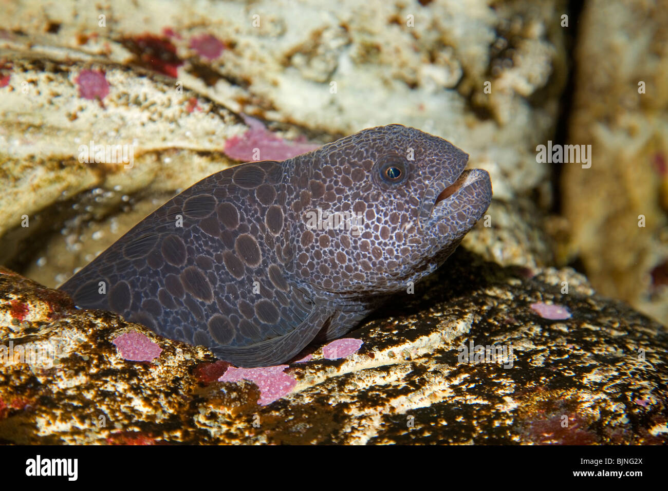 A Pacific Wolf eel (Anarrhichthys ocellatus), in the Pacific Ocean near Newport, Oregon Stock Photo