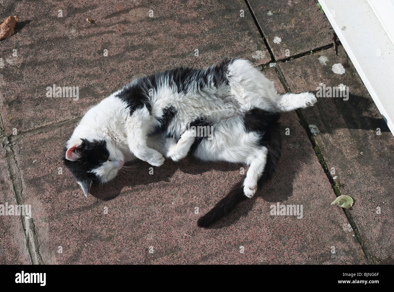 Black and white domestic cat sprawled on patio slabs in sunshine Stock Photo