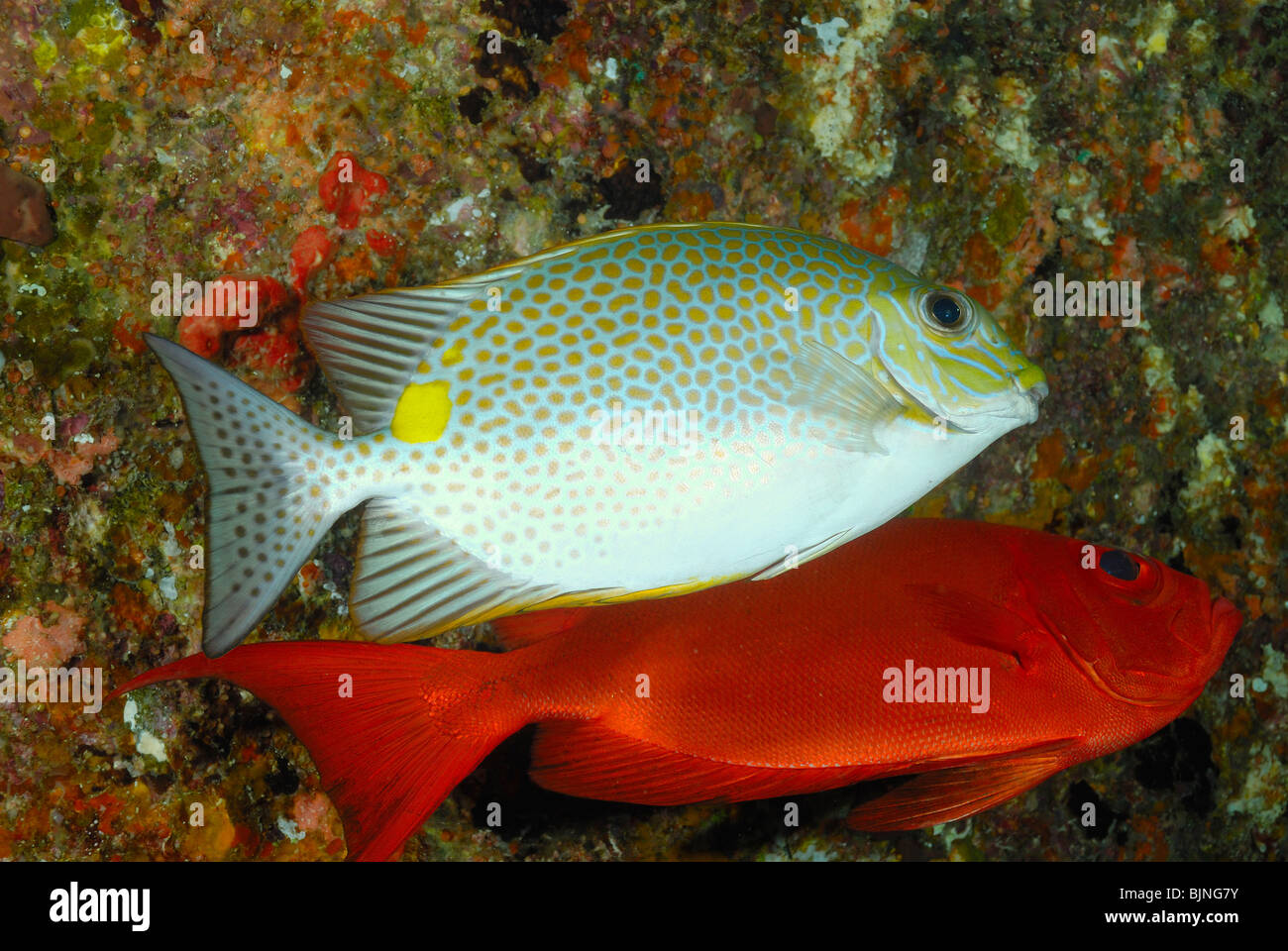 Spotted rabbitfish in the Similan Islands Stock Photo